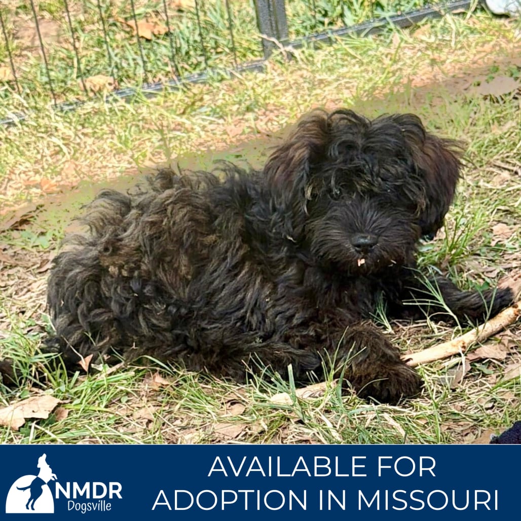 Photo of Wyatt - Missouri (S26-60), adoptable Pekingese / Poodle, Miniature in Colorado Springs, Colorado