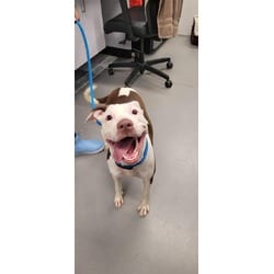 Photo of Magenta, adoptable Mixed Breed (Medium) in New Castle, Delaware