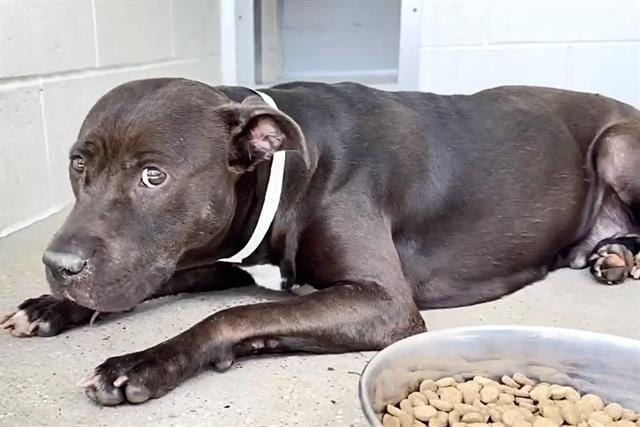 Photo of Ruby, adoptable Pit Bull Terrier in Houston, Texas