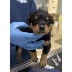 Photo of Tequila, adoptable Doberman Pinscher in Jurupa Valley, California