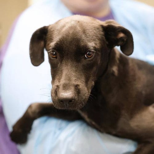 Photo of Marry, adoptable Labrador Retriever in San Antonio, Texas