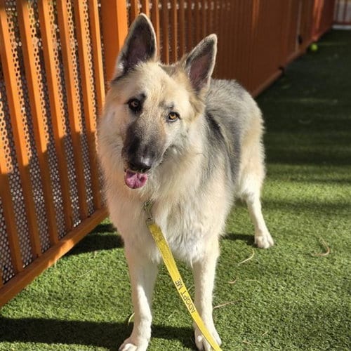 Photo of Chaco, adoptable German Shepherd Dog in Las Vegas, Nevada