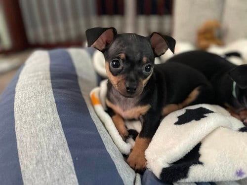 Photo of London, adoptable Chihuahua in Shermans Dale, Pennsylvania