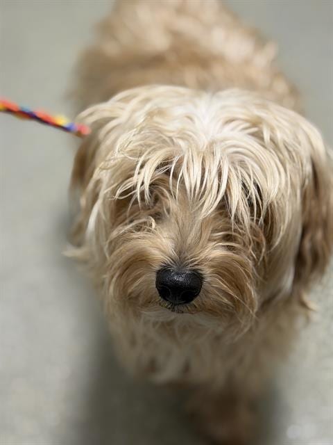 Photo of Timothee, adoptable Maltese in Las Vegas, Nevada