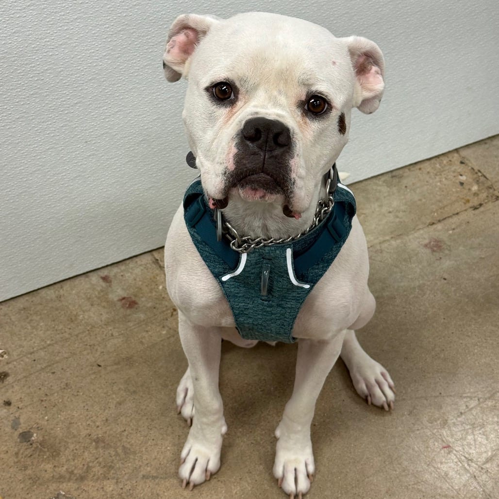 Photo of Ned, adoptable Boxer in Central Texas, Texas