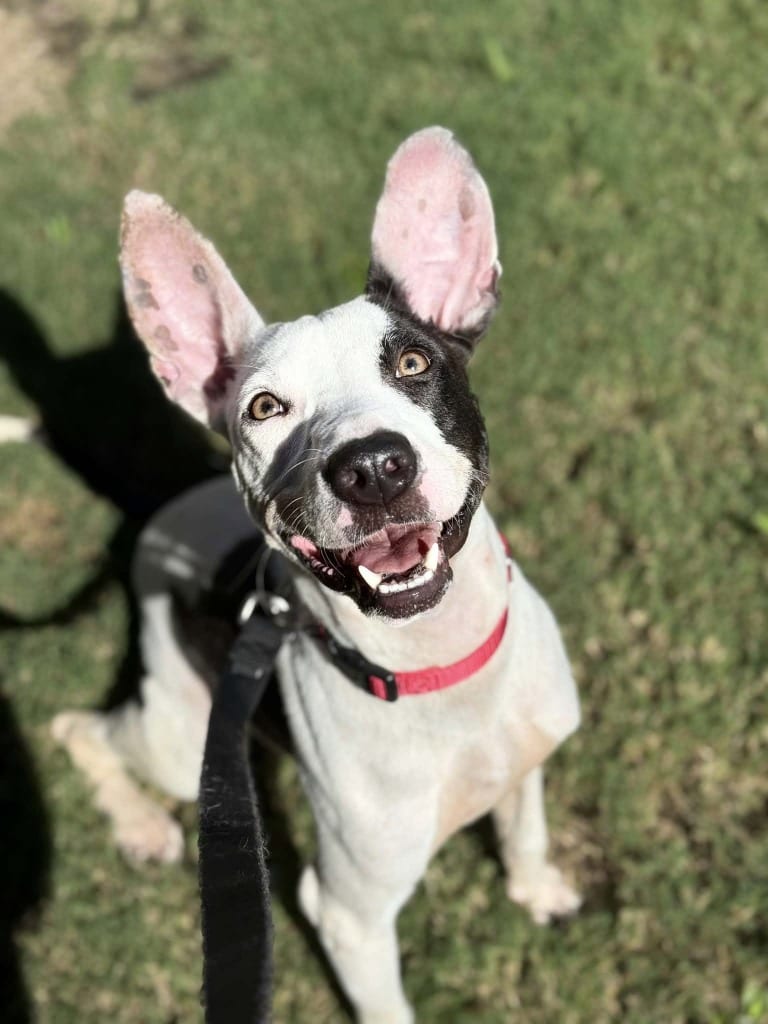 Photo of Bella, adoptable Pit Bull Terrier in Hartsville, South Carolina