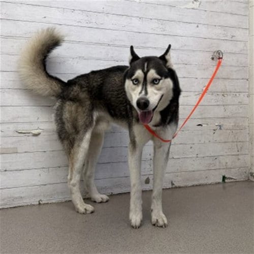 Photo of Juan, adoptable Siberian Husky in San Bernardino, California