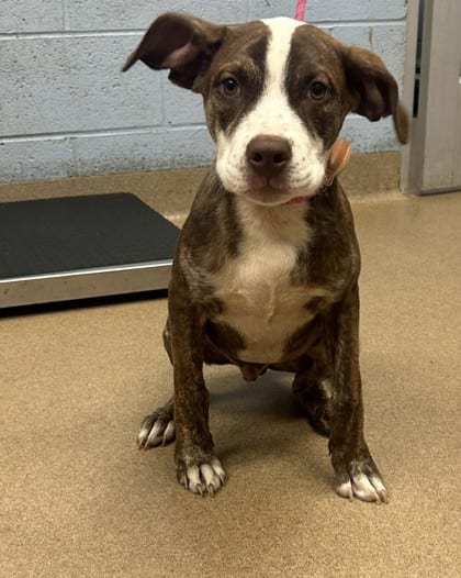 Photo of Beef, adoptable dog in Chamblee, Georgia