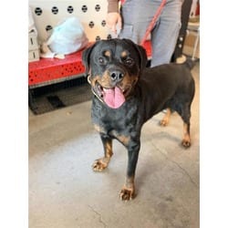 Photo of Boog, adoptable Mixed Breed (Medium) in New Castle, Delaware