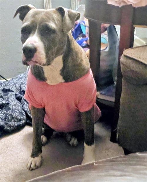 Photo of Ruby Ann, adoptable American Staffordshire Terrier in San Antonio, Texas