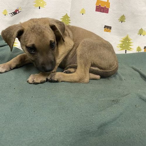 Photo of A614388, adoptable German Shepherd Dog in Modesto, California