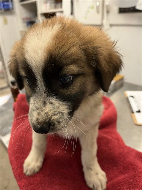 Photo of Puppy 6, adoptable Anatolian Shepherd in San Andreas, California