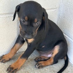 Photo of Archer 8964, adoptable Catahoula Leopard Dog Mixed Breed (Medium) in Loxahatchee, Florida