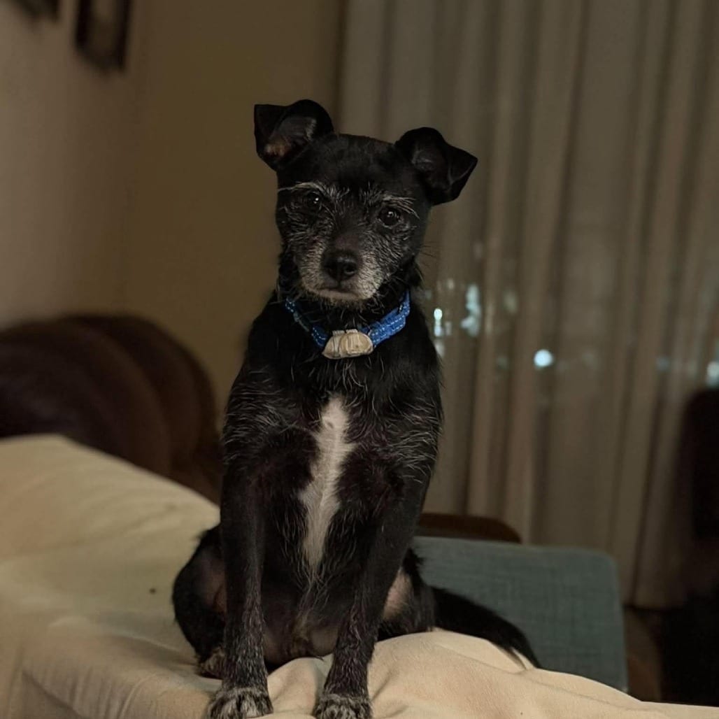 Photo of Noodles D12653, adoptable Chihuahua / Schnauzer in Princeton area, Minnesota
