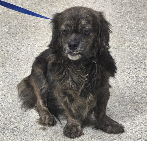 Photo of A433359, adoptable Dachshund in Conroe, Texas