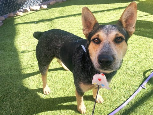 Photo of Cobalt, adoptable Australian Cattle Dog/Blue Heeler in Phoenix, Arizona