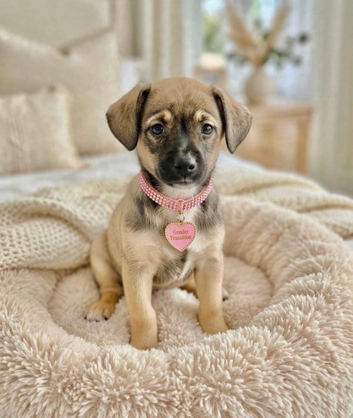 Photo of Gender Transition (6 lbs), adoptable Chihuahua in Newark, Delaware