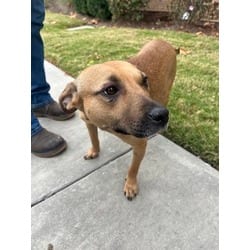 Photo of Laurel, adoptable American Pit Bull Terrier in Baton Rouge, Louisiana