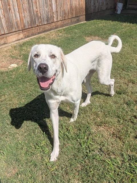 Photo of Lilly, adoptable Great Pyrenees in Plano, Texas