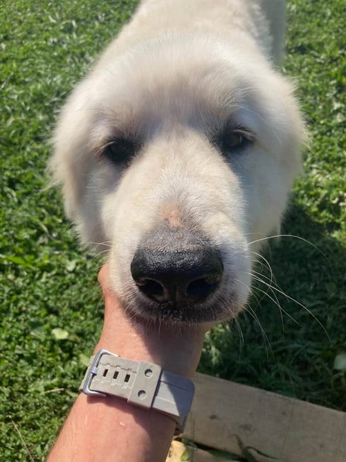 Photo of Everest, adoptable Great Pyrenees in Unionville, Pennsylvania