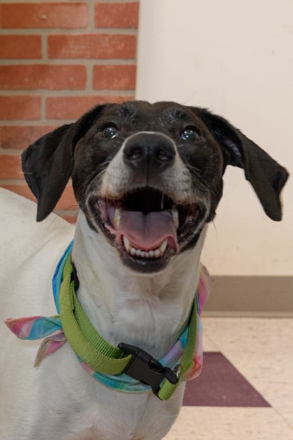 Photo of Shadow, adoptable Hound/Mix