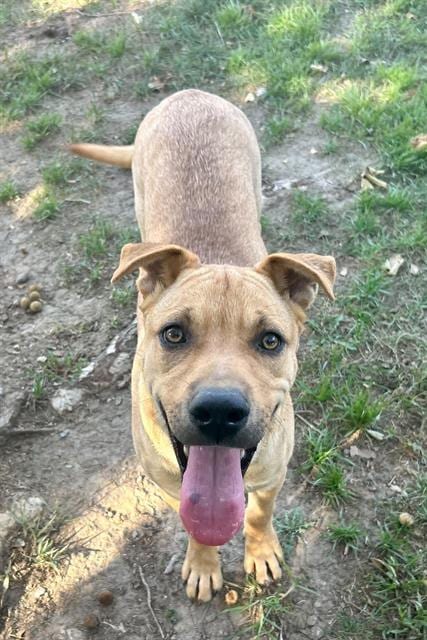 Photo of Stewie, adoptable Chinese Shar-Pei in Riverside, California