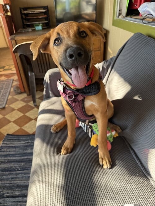 Photo of Homer, adoptable German Shepherd Dog in Williamsburg, New Mexico