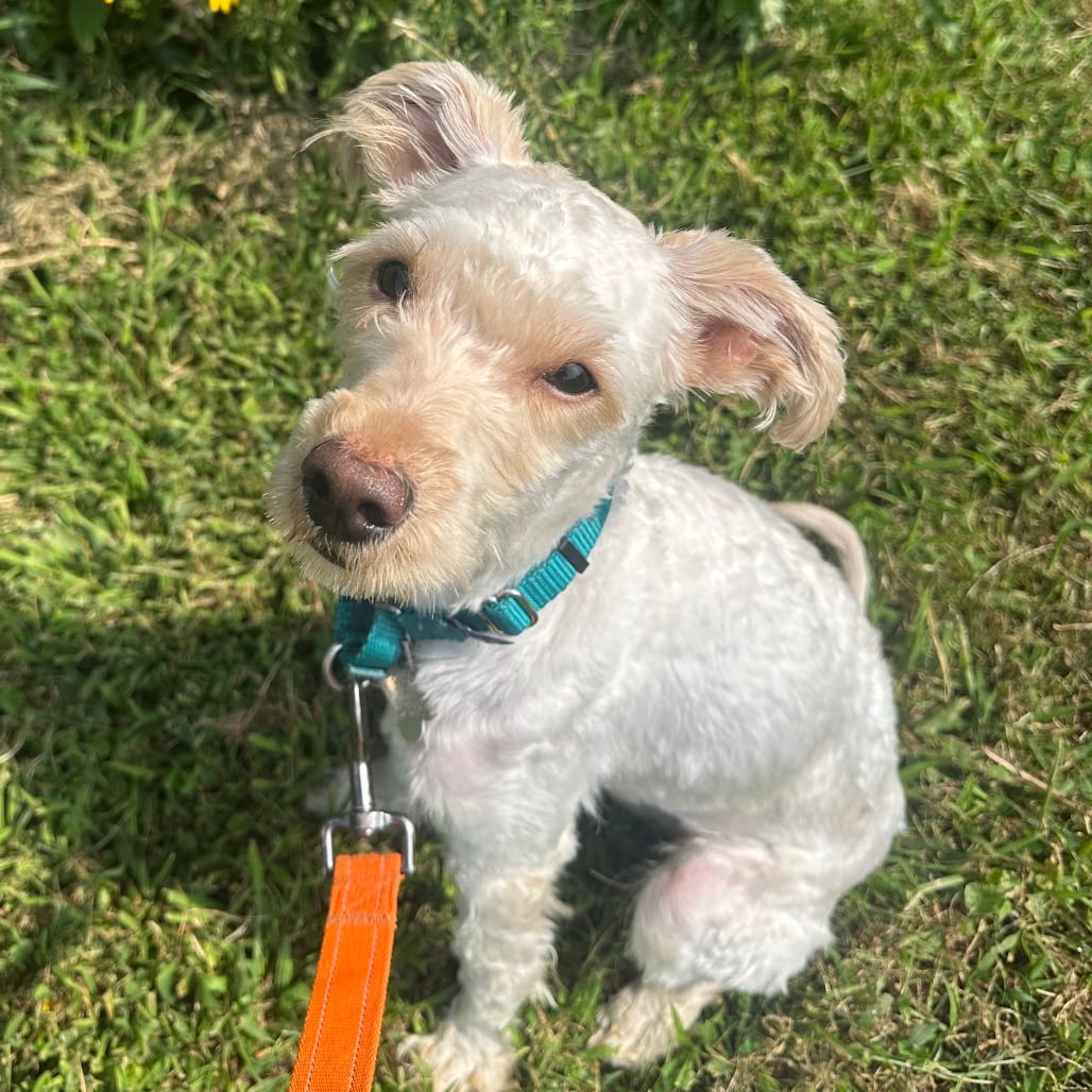 Photo of Stanley, adoptable Mixed Breed (Small) in Skokie, Illinois