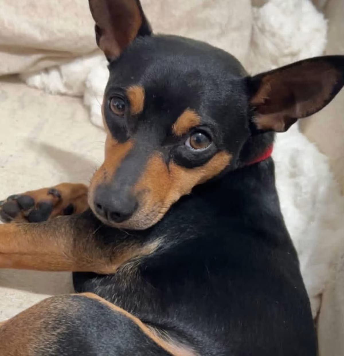 Photo of Victor AC, adoptable Miniature Pinscher Terrier (Unknown Type, Medium) in Rosemont, Illinois
