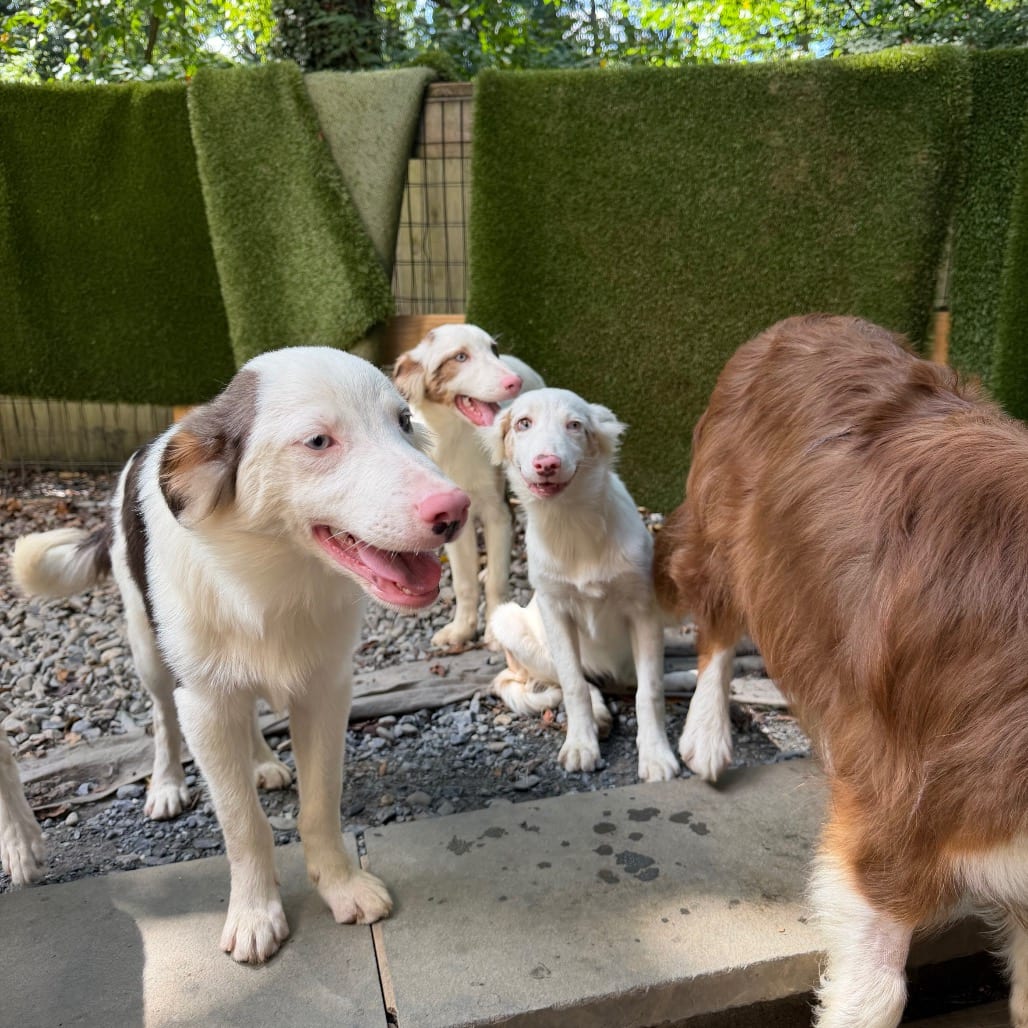 Photo of Trusty, adoptable Shepherd, Australian in West Chester, Pennsylvania