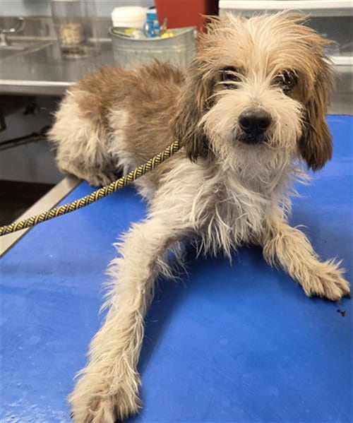 Photo of Biscoff, adoptable Cairn Terrier in Phoenix, Arizona