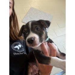 Photo of JigSaw, adoptable Mixed Breed (Medium) in Baton Rouge, Louisiana