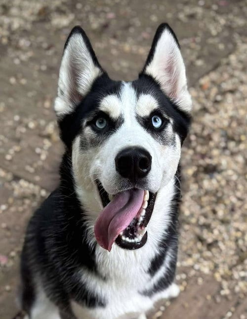 Photo of Quincy, adoptable Siberian Husky in Matawan, New Jersey