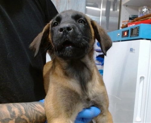 Photo of Roxy, adoptable Belgian Shepherd Malinois in San Bernardino, California