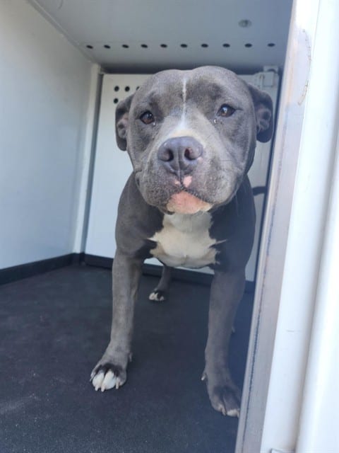 Photo of Senior Pit Bull Terrier, adoptable Pit Bull Terrier in Bakersfield, California