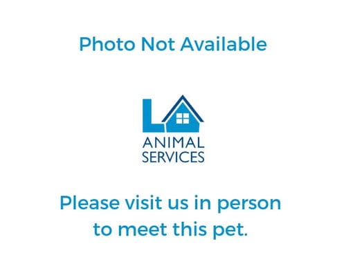 Photo of Bonnie, adoptable Pit Bull Terrier in Los Angeles, California
