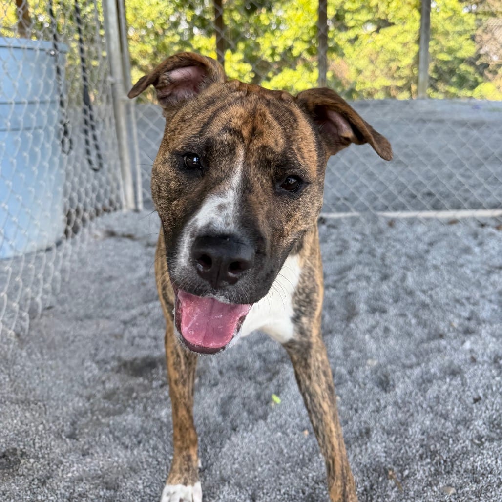 Photo of Izzy, adoptable Boxer / Mixed Breed (Medium) in Staunton, Virginia
