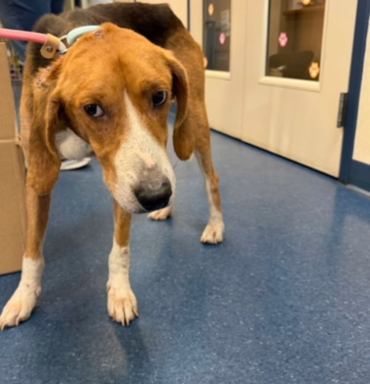 Photo of Poe, adoptable Hound (Unknown Type) in King William, Virginia