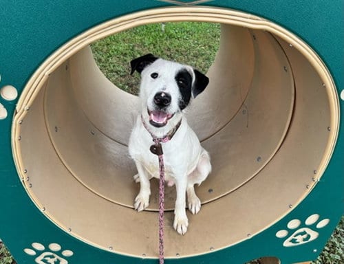 Photo of Tank, adoptable Terrier in Fort Collins, Colorado