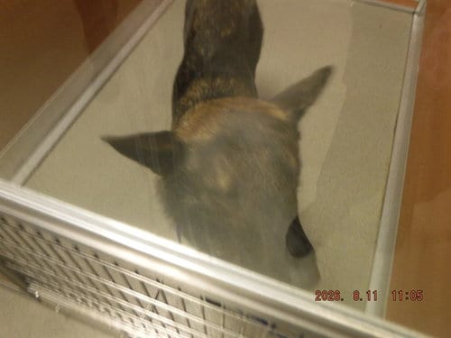 Photo of Bolt, adoptable Belgian Shepherd Malinois in Miami, Florida