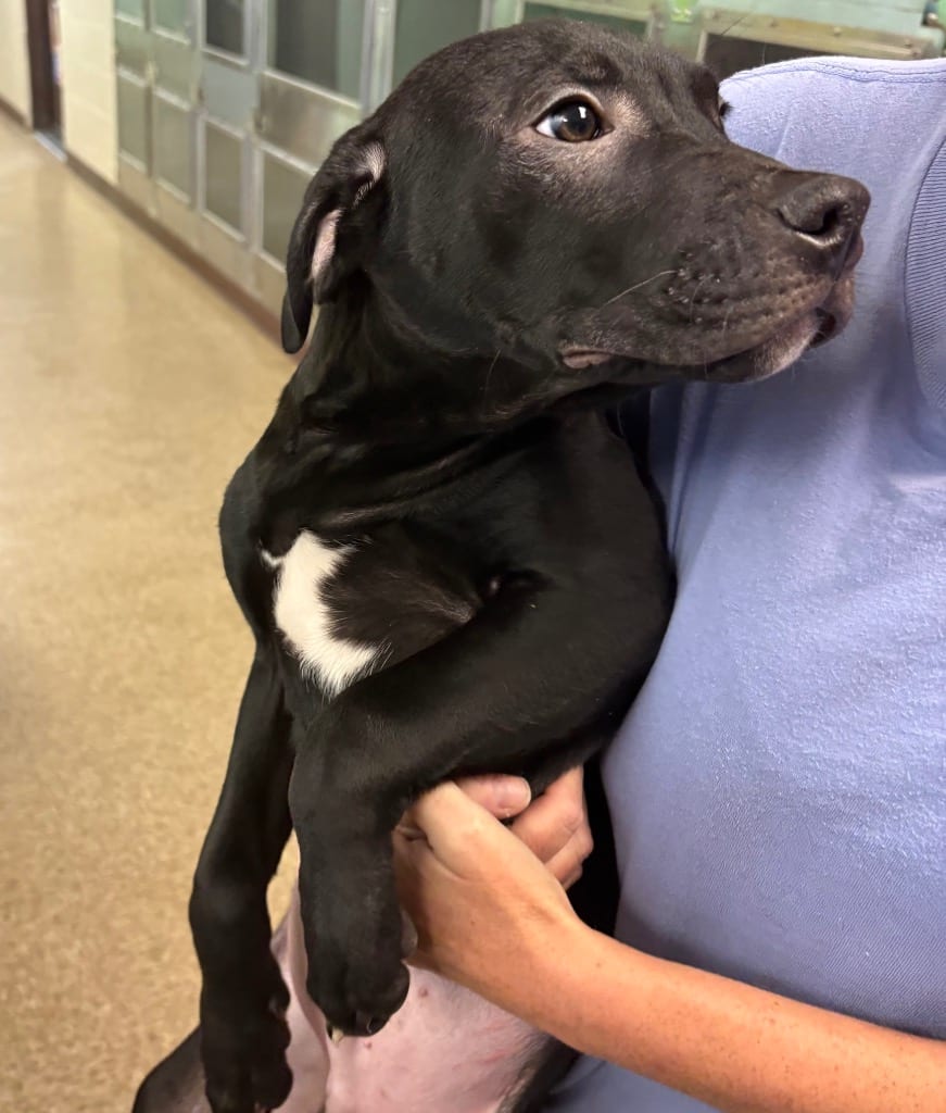 Photo of Big Tim, adoptable Pit Bull Terrier in Nacogdoches, Texas