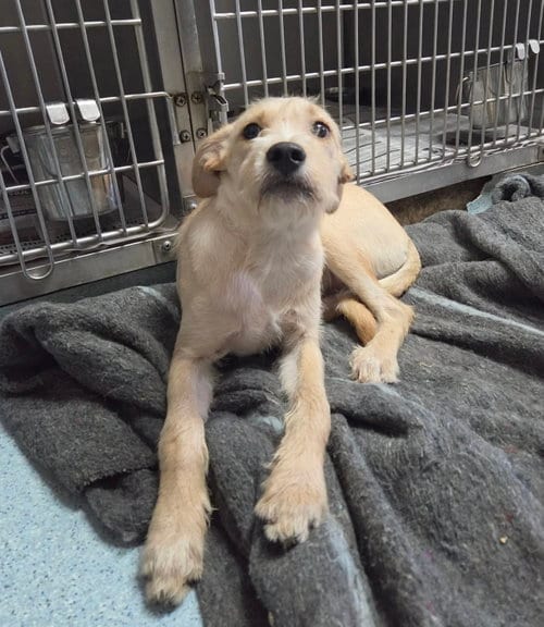 Photo of Stan, adoptable Terrier in El Centro, California