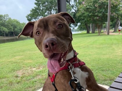 Photo of Brook, adoptable dog in Georgetown, Texas