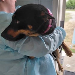 Photo of Bella 4014, adoptable Mixed Breed (Medium) in Loxahatchee, Florida