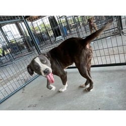 Photo of Blue Ivory, adoptable American Pit Bull Terrier in Baton Rouge, Louisiana