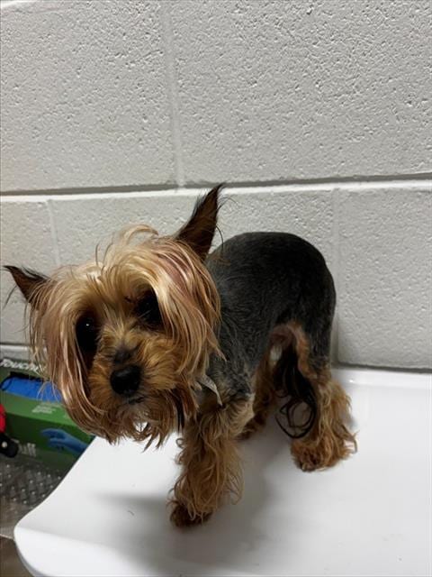 Photo of Cassanova, adoptable Yorkshire Terrier Yorkie in Forestville, Maryland
