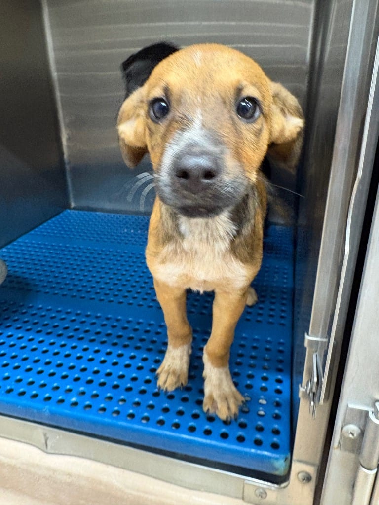 Photo of Mister Macaroni, adoptable Affenpinscher in Nacogdoches, Texas