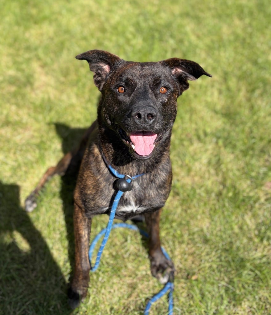 Photo of Pearl, adoptable Terrier in Wintersville, Ohio