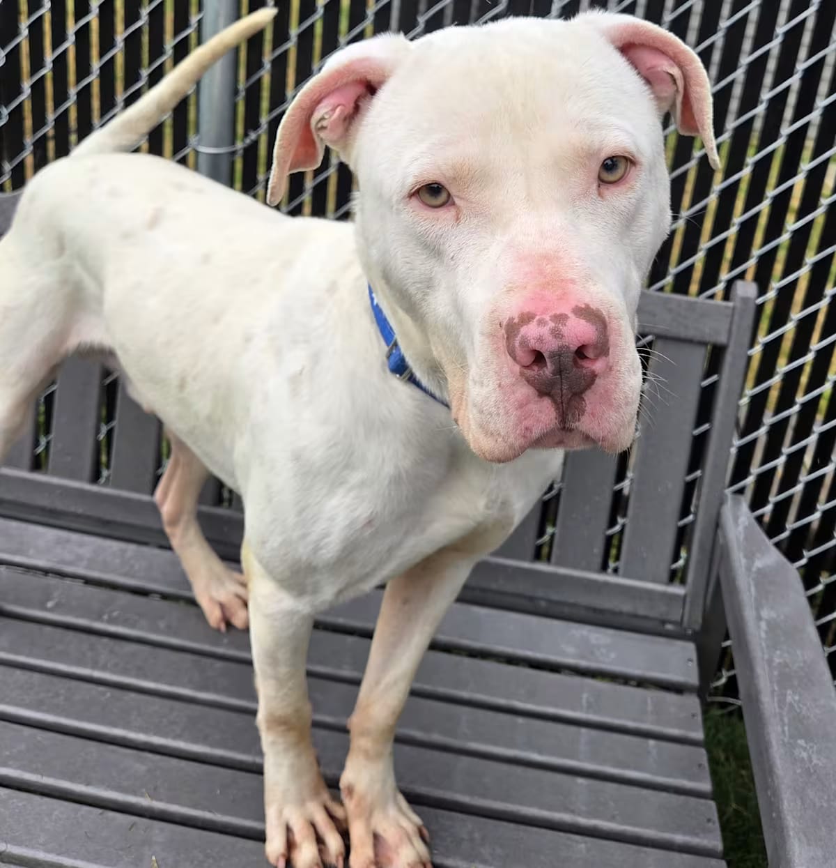 Photo of Nero, adoptable Pit Bull Terrier in Lancaster, Virginia