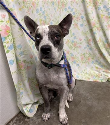 Photo of Coco, adoptable Catahoula Leopard Hound in Rosenberg, Texas